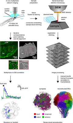 Methods for Mapping Neuronal Activity to Synaptic Connectivity: Lessons From Larval Zebrafish